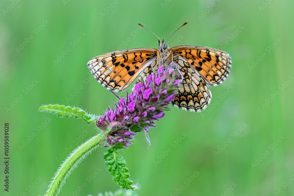 Obraz premium papillon