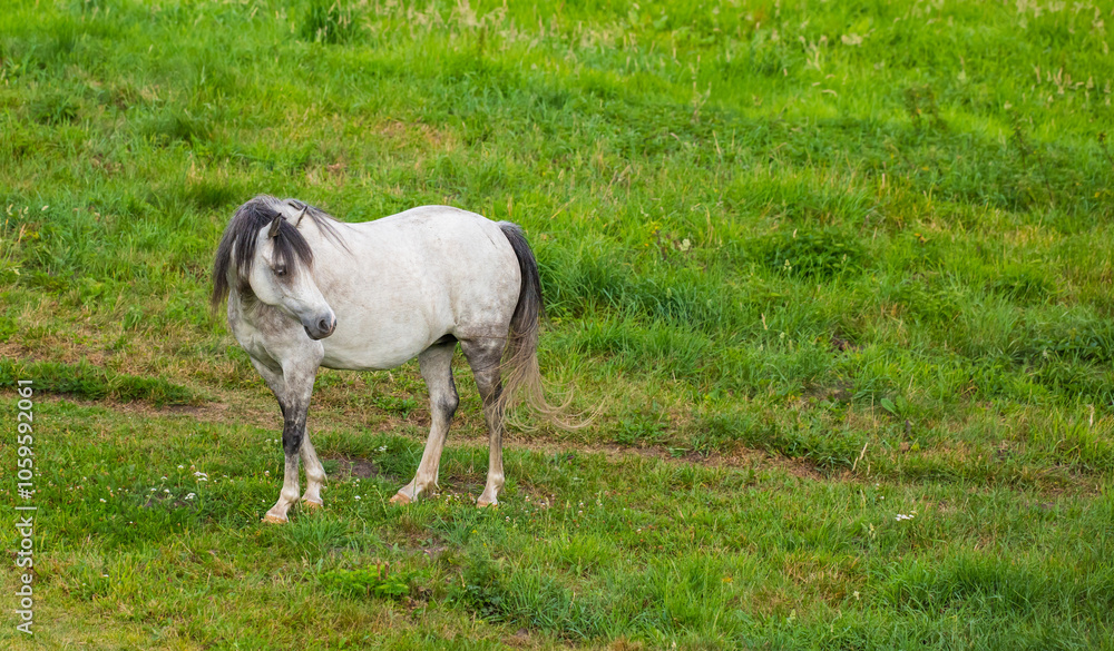 Obraz premium Countryside, nature and horse in field on farm for grazing, eating grass and healthy environment. Agriculture, background and mare in meadow for sustainability, growth and animal wellness on ranch