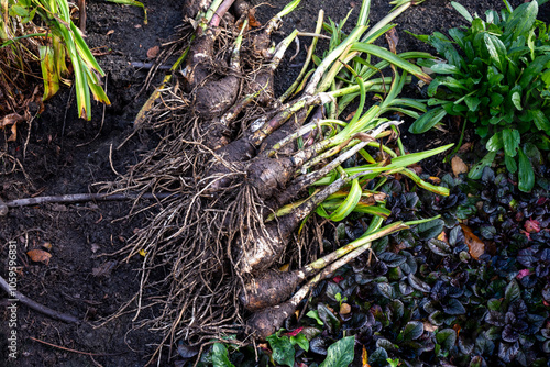 Fotografie Closeup of Crinodonna Lily bare bulbs dug in a fall garden for dividing and re-p