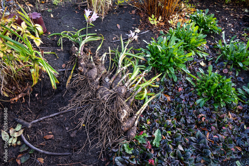 Obraz na plátně Pile of Crinodonna Lily bare bulbs dug in a fall garden for dividing and re-plan