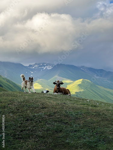 Dog runs, cows lay photo