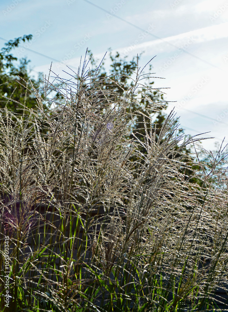 kwitnacy miskant chiński, Miscanthus sinensis, blooming Miscanthus, miskant Gracillimus, kwitnący miskant pokryty rosą w promieniach śłońca, Miscanthus sinensis Gracillimus, Chinese silver grass