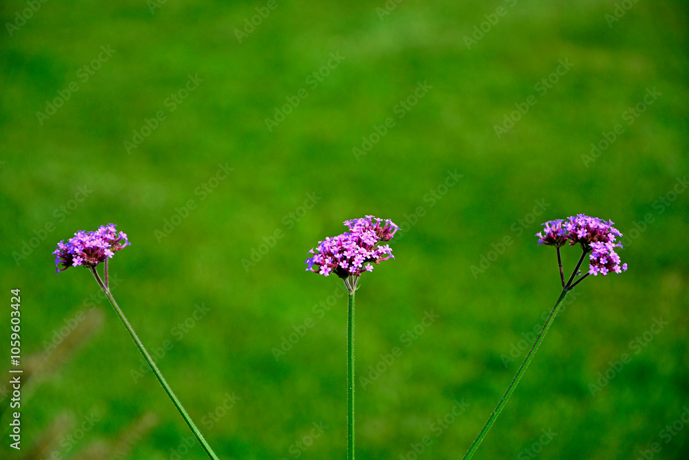 kwitnąca Werbena patagońska (Verbena bonariensis), Flowers of Verbena bonariensis in a garden in summer, purpletop vervain, clustertop vervain, Argentinian vervain, tall verbena, pretty verbena