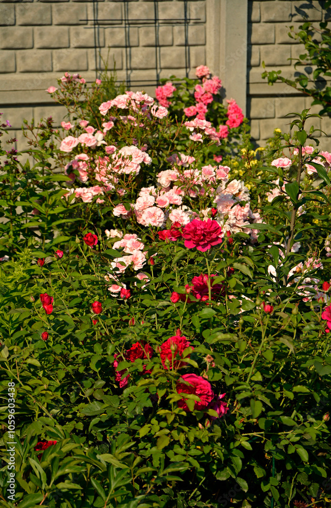 czerwone i rózowe róże w ogrodzie, kwitnace róże na rabacie kwiatowej, Rosa, pink and red roses in the garden,