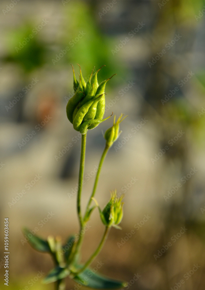 nasienniki orlika, zielone owoce orlika, zielone torebki nasienne Orlik pospolity, Aquilegia vulgaris, European columbine, common columbine, Columbine Nora Barlow seed pods, Common columbine seed pods