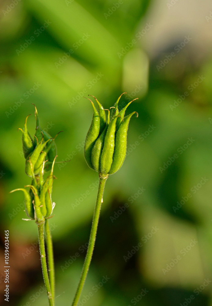 nasienniki orlika, zielone owoce orlika, zielone torebki nasienne Orlik pospolity, Aquilegia vulgaris, European columbine, common columbine, Columbine Nora Barlow seed pods, Common columbine seed pods