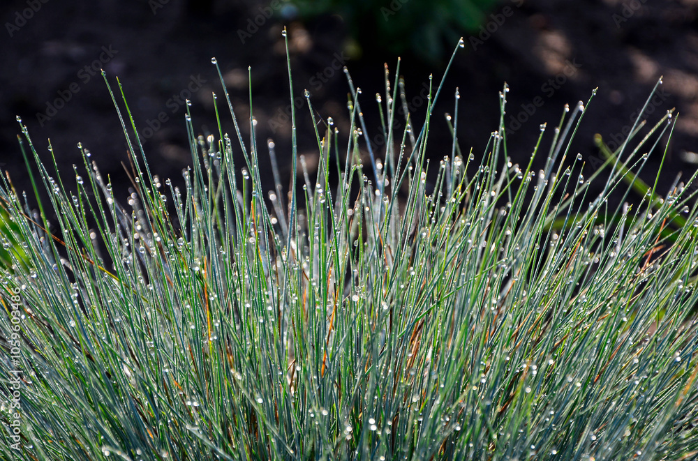 kostrzewa sina pokryta kroplami rosy, Festuca cinerea, Blue fescue in dewdrops, dew drops on fescue, Blue Fescue with rain drops, Kostrzewa niebieska z kroplami deszczu