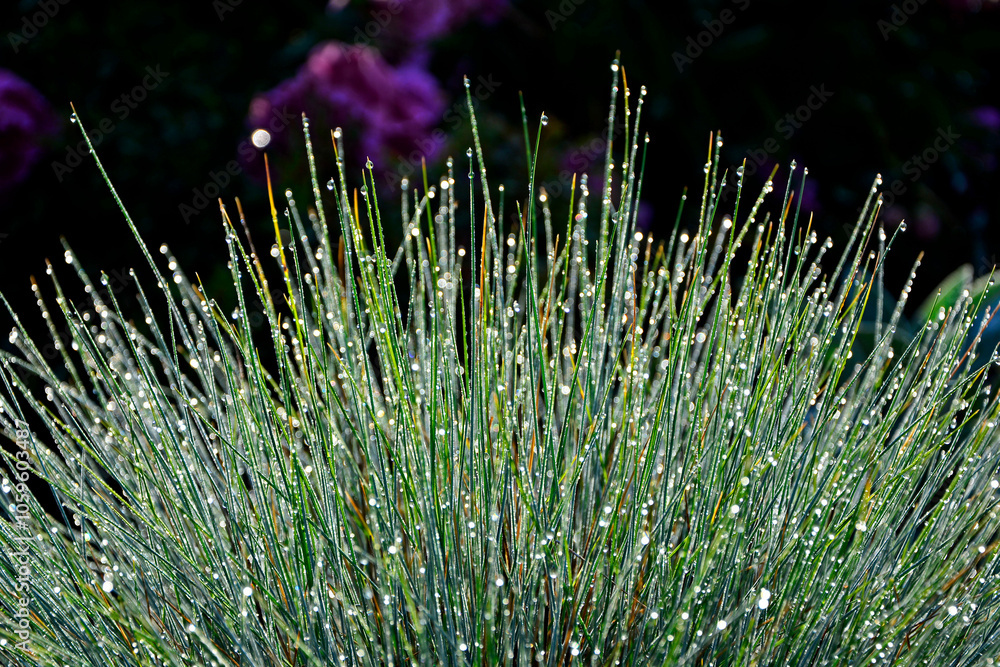 kostrzewa sina pokryta kroplami rosy, Festuca cinerea, Blue fescue in dewdrops, dew drops on fescue, Blue Fescue with rain drops, Kostrzewa niebieska z kroplami deszczu