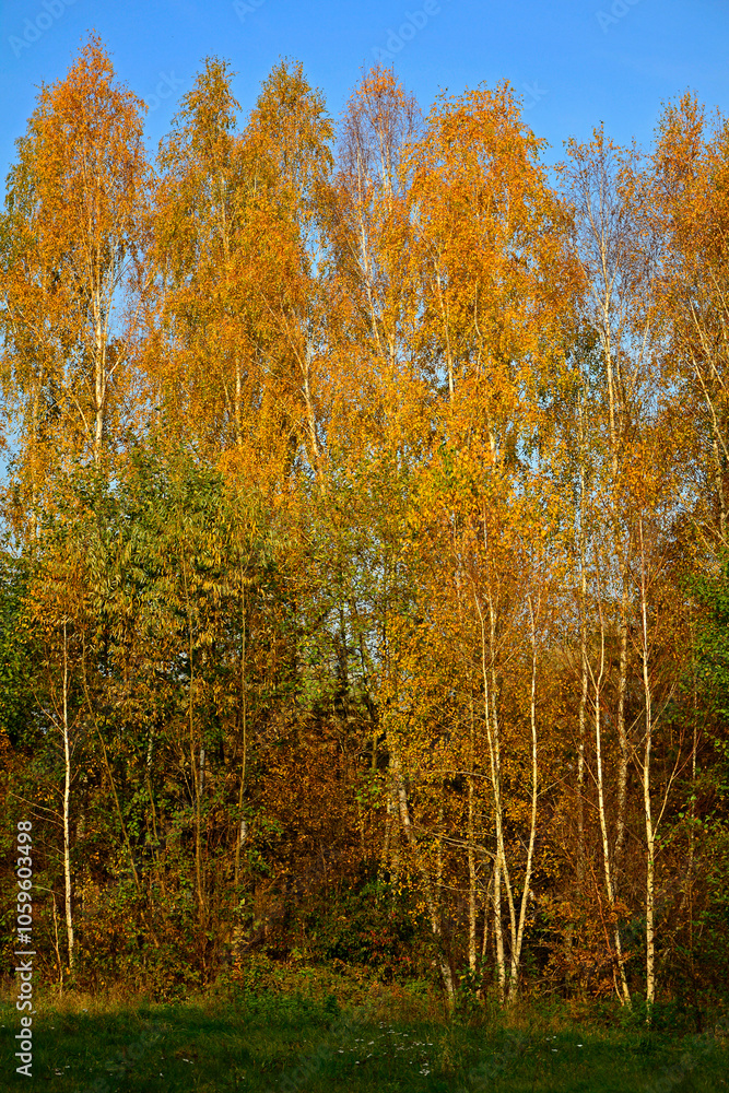 żółte brzozy jesienią, jesienne brzozy, Betula, yellow birches in autumn, autumn birches