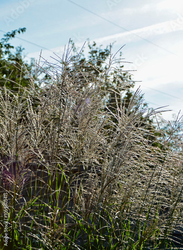 Obraz na płótnie kwitnacy miskant chiński, Miscanthus sinensis, blooming Miscanthus, miskant Gracillimus, kwitnący miskant pokryty rosą w promieniach śłońca, Miscanthus sinensis Gracillimus, Chinese silver grass w salonie