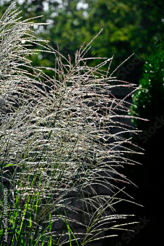 kwitnacy miskant chiński, Miscanthus sinensis, blooming Miscanthus, miskant Gracillimus, kwitnący miskant pokryty rosą w promieniach śłońca, Miscanthus sinensis Gracillimus, Chinese silver grass