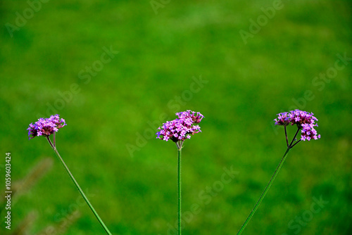 Obraz na płótnie kwitnąca Werbena patagońska (Verbena bonariensis), Flowers of Verbena bonariensis in a garden in summer, purpletop vervain, clustertop vervain, Argentinian vervain, tall verbena, pretty verbena w salonie