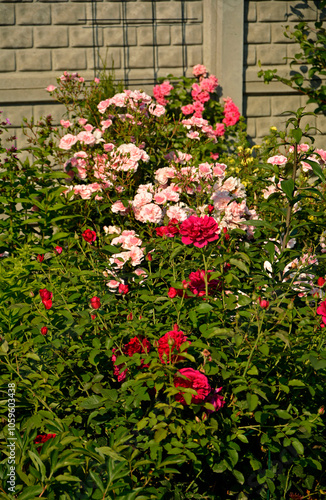 Obraz na płótnie czerwone i rózowe róże w ogrodzie, kwitnace róże na rabacie kwiatowej, Rosa, pink and red roses in the garden, w salonie