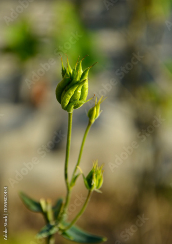 Obraz na płótnie nasienniki orlika, zielone owoce orlika, zielone torebki nasienne Orlik pospolity, Aquilegia vulgaris, European columbine, common columbine, Columbine Nora Barlow seed pods, Common columbine seed pods w salonie