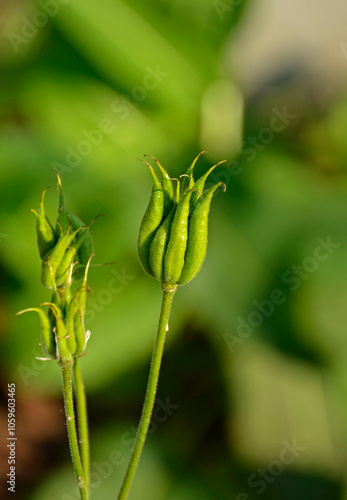 Obraz na płótnie nasienniki orlika, zielone owoce orlika, zielone torebki nasienne Orlik pospolity, Aquilegia vulgaris, European columbine, common columbine, Columbine Nora Barlow seed pods, Common columbine seed pods w salonie