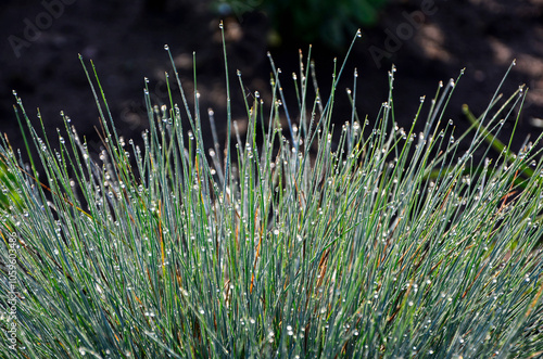 kostrzewa sina pokryta kroplami rosy, Festuca cinerea, Blue fescue in dewdrops, dew drops on fescue, Blue Fescue with rain drops, Kostrzewa niebieska z kroplami deszczu photo