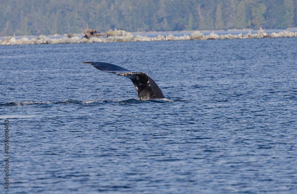 Obraz premium A Whale's Tail