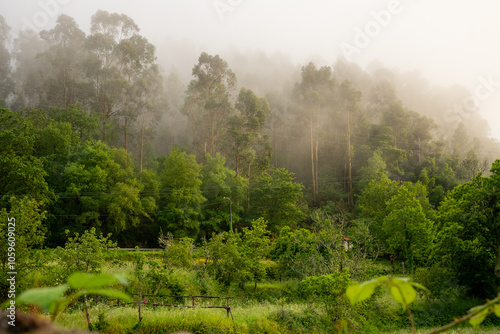 Foggy Greenwood in Gerês, Portugal