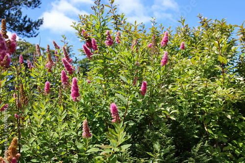 Spiraea Douglasii pink flowers blooming in a garden in Scotland
