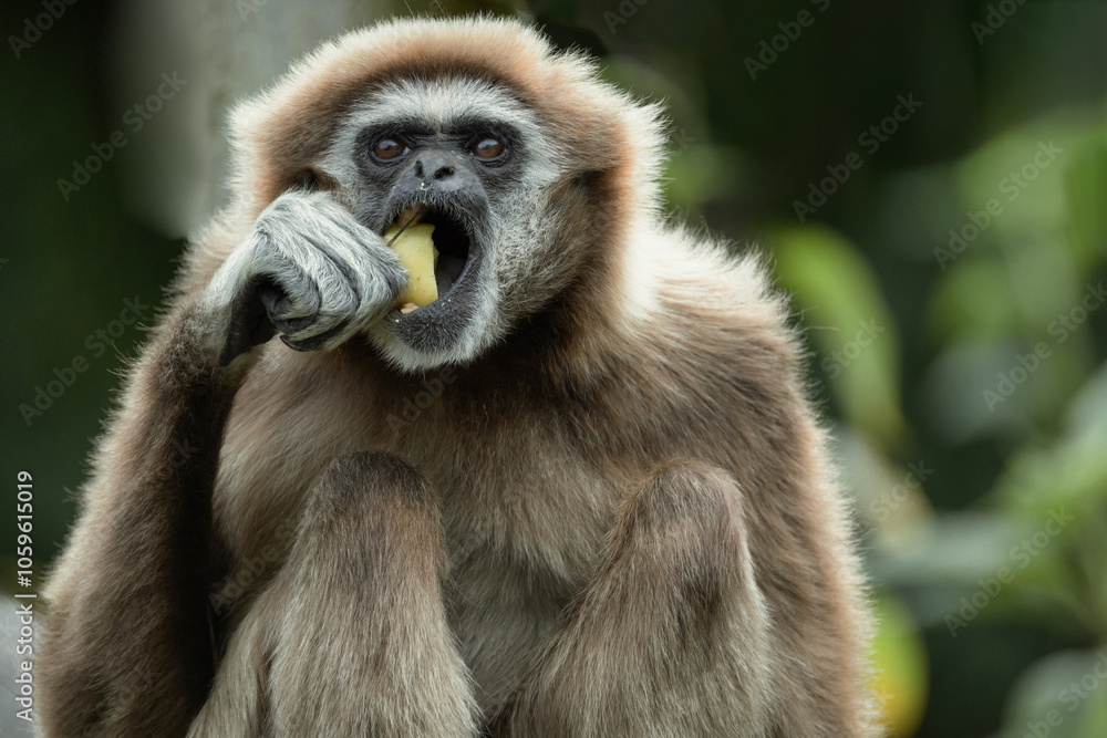 Obraz premium lar gibbon white-handed gibbon, an endangered primate in the gibbon family
