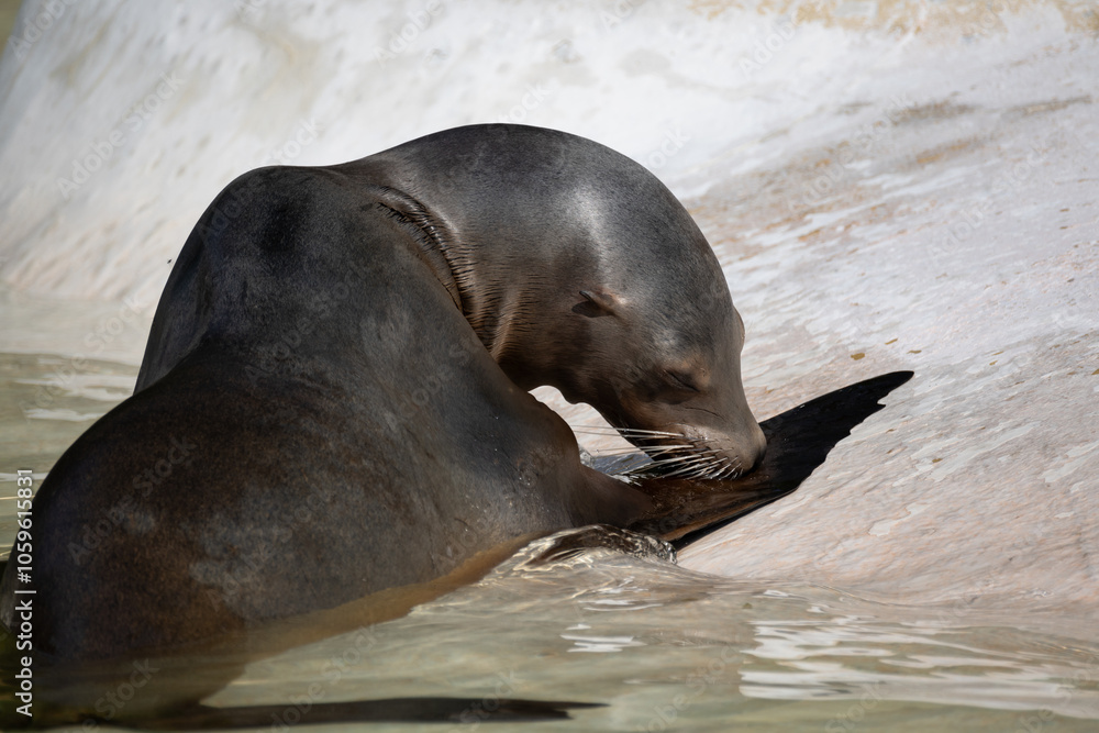 Fototapeta premium fur seal on the shore, selective focus