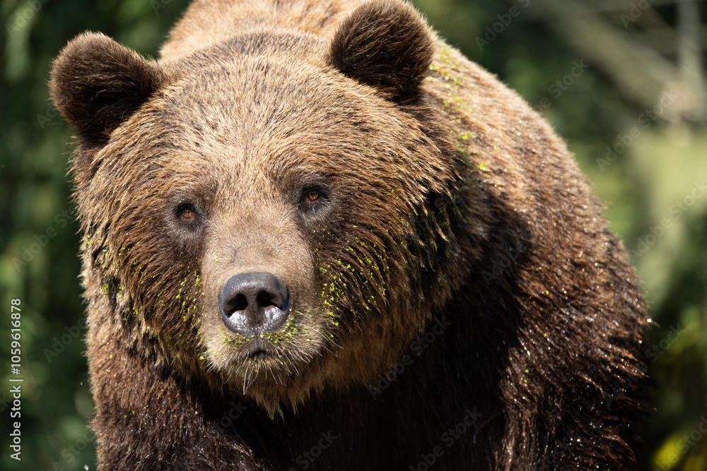 Fototapeta premium Portraite Wild brown bear ,ursus arctos