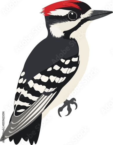 simple vector downy woodpecker clipart photo