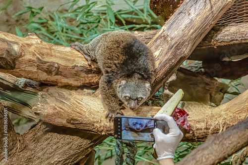 cute wild bear cuscus aulirops ursinus arboreal photo