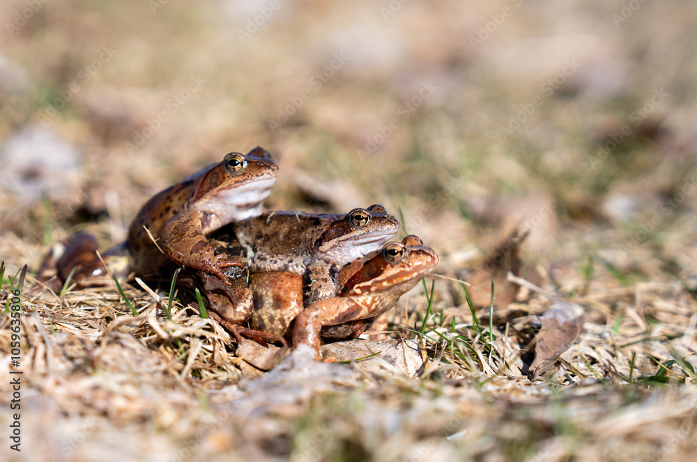 Fototapeta premium frog in the grass