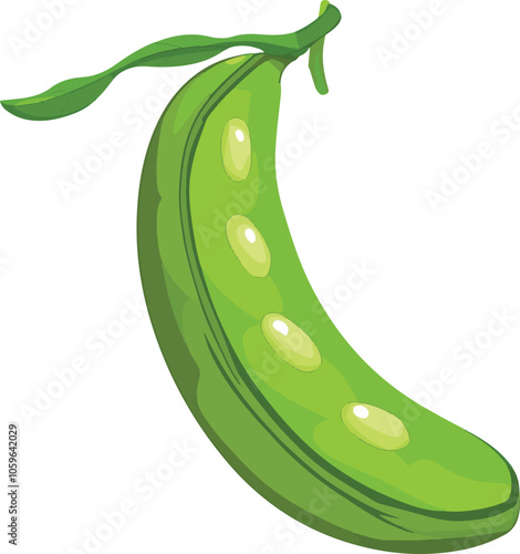 simple vector lima bean clipart