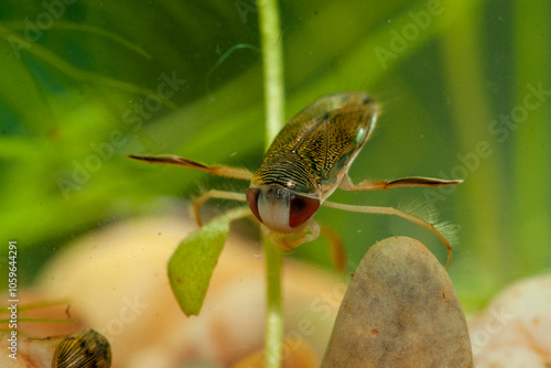 Insecte aquatique