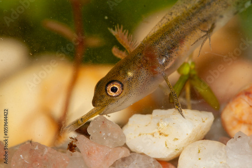Fotografie triton pygmé prédation