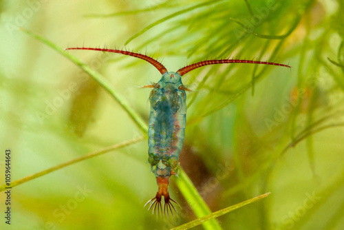copepode aquatique