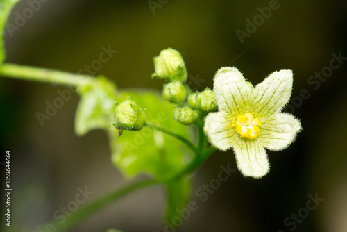 fleur de bryone dioique photo