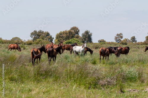 Fotografie Chevaux sauvage espagne
