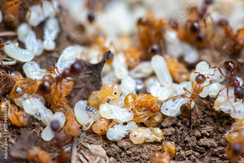 myrmica sp., fourmis photo