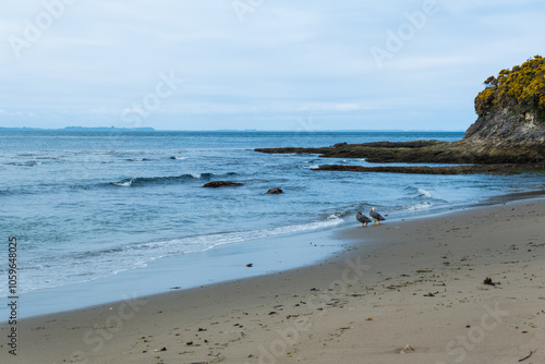 Aventureros Acuáticos: Patos Quetros Listos para Nadar