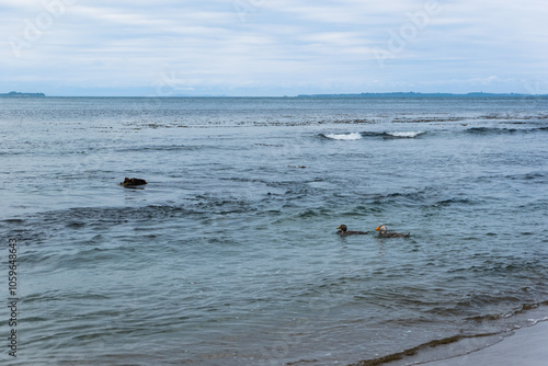 Patos Quetros en Acción: Un Paseo por las Olas