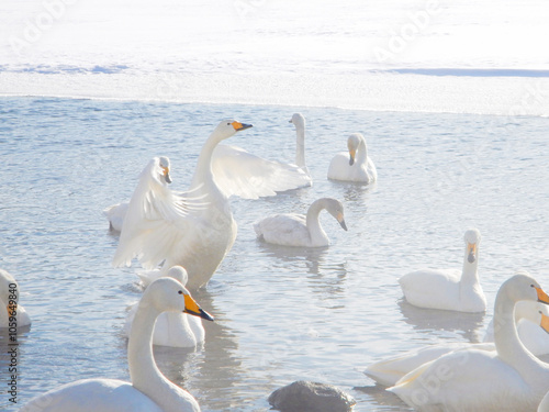 Whooper swans in Teshikaga-cho, Hokkaido, Japan photo