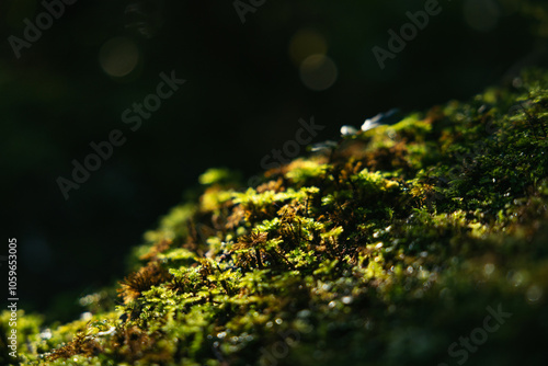 Flora of the native podocarp forest surrounding the lake Matheson photo