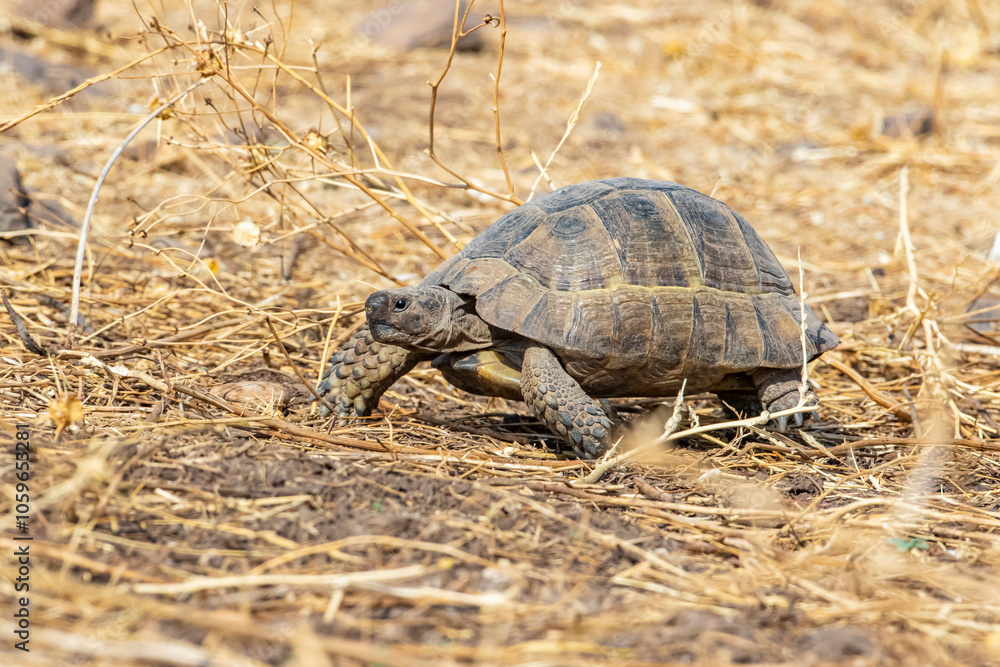 Fototapeta premium Mediterranean Spur-thighed Tortoise (Testudo graeca) is common in rural dry areas in the Southeastern Anatolia region of Turkey.