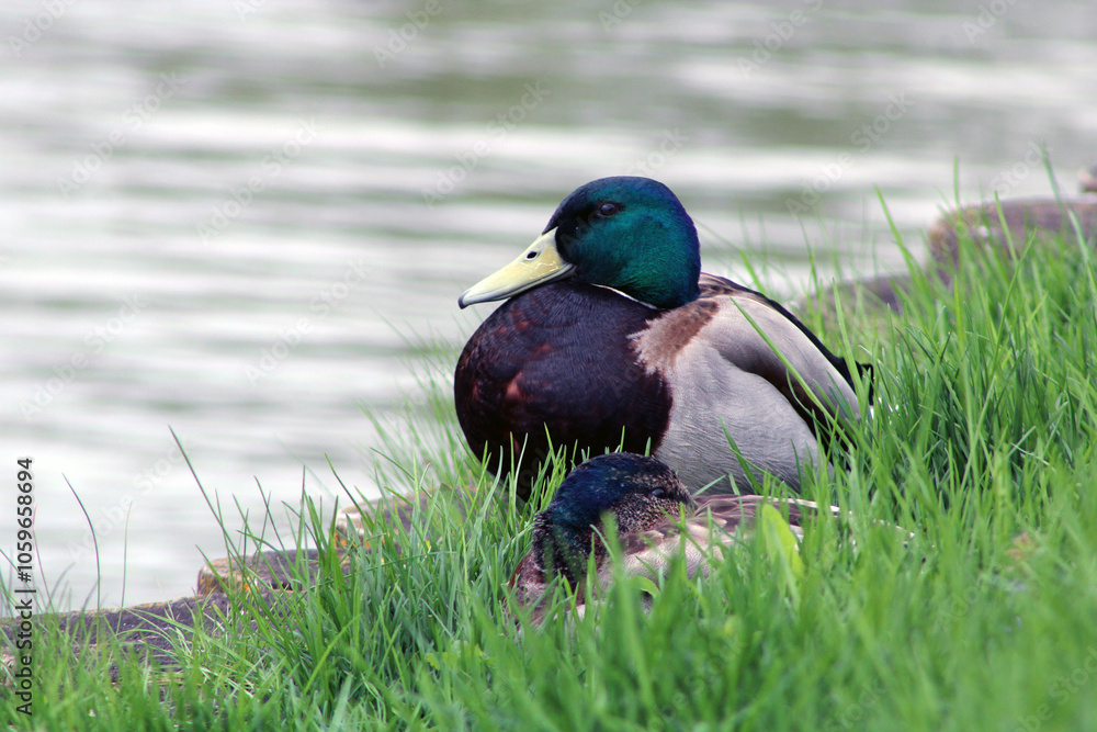 Obraz premium A drake sits in the grass. Ducks at a city pond.