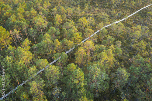 Wooden path through the forest and Seli swamp on a summer day, photo view from a drone. photo