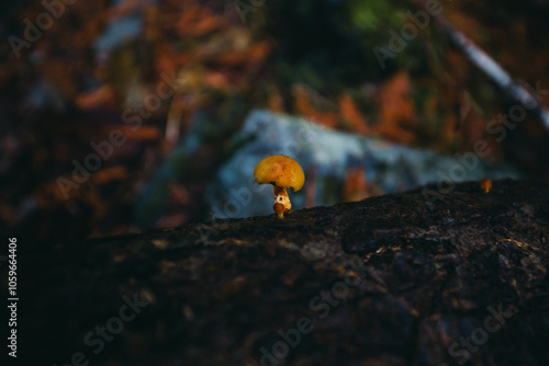 Selective focus of small yellow wild mushroom on tree trunk in autumn, Hypholoma capnoides is an edible mushroom in the family Strophariaceae, Hypholoma fasciculare or sulphur tuft in the forest. photo