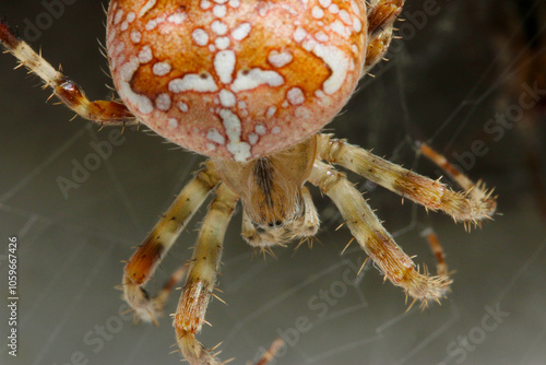 Orbweaver Spider Head 01 photo