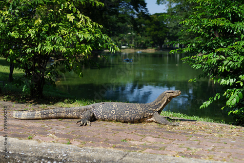 Asian water monitor photo