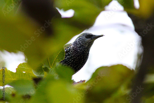 Starling in Fruit Tree 02