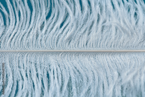 Fluffy ostrich feather with fringe texture in blue studio