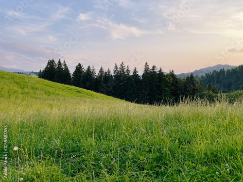 Lush Green Grass on Summer Evening photo