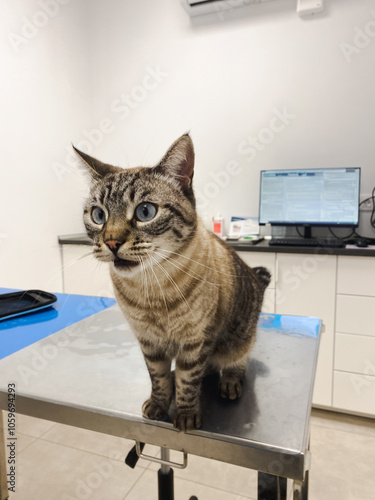 Worried Cat at Veterinary photo